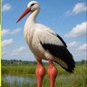 Lenodor profil fotoğrafı