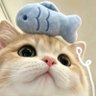 大胖丫头's profile picture
