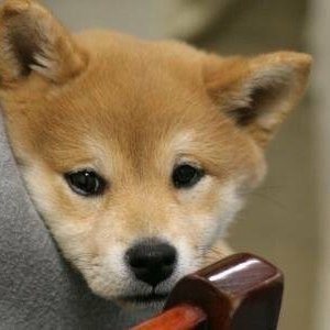 yabaaata's profile picture