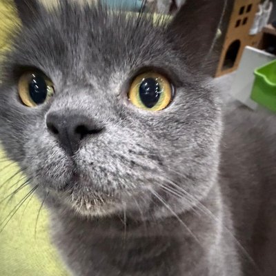 Shuvesong's profile picture
