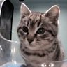 Mr Oreo's profile picture