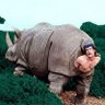 Фото профиля Rhino🦏