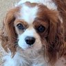 Stinkhorn's profile picture