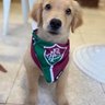 Trico 🇮🇹 profil fotoğrafı
