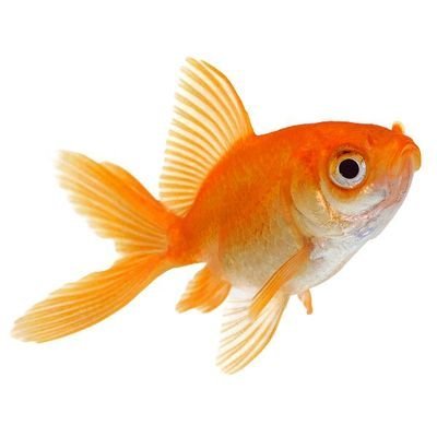 mendes's profile picture