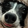 ポンポン's profile picture