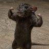 MAYOWA's profile picture