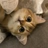 neko🐾今はひとりシーズン2🌸 profil fotoğrafı