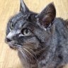 Profilbild von 伊藤