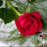 SAF-AMLkI's profile picture