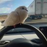 Tesla Pidge's profile picture
