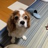 本間智也 的头像