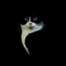Simba's profile picture