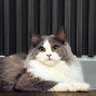 Ivy Muse's profile picture