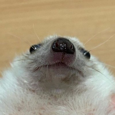 chodae3333's profile picture