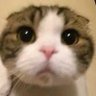 ぽりぽり 的头像