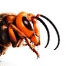 Asian giant hornet profil fotoğrafı
