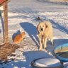 Фото профиля Snowy Doggo