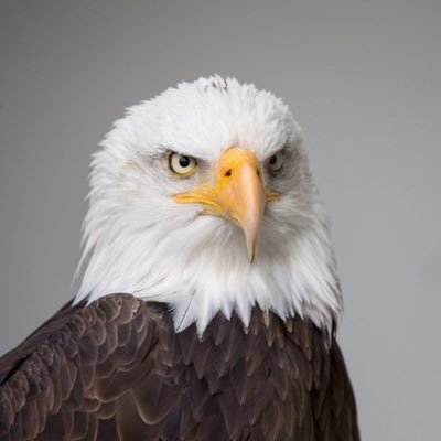 Sylla_Ngary's profile picture