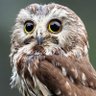 yomanaryo profil fotoğrafı