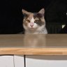 Profilbild von Nina 🐾