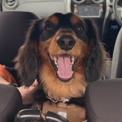 miraizun's profile picture