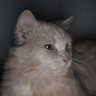 Gen_Narumi's profile picture