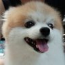 犬彦🐾ほんとにひとり's profile picture