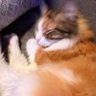 Pu3._'s profile picture