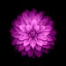 loosi's profile picture