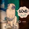 Profilbild von محمد مكين