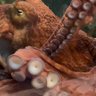 Фото профиля シマエナガの再