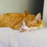 ちゃしろ🐈 的头像