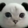 Фото профиля the cat