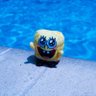 spongebob's profile picture
