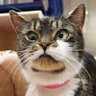 Nirupam's profile picture