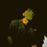 nicodelima's profile picture