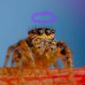 🕸JotUSalticidaeAraneae🕸🏴‍☠️ profil fotoğrafı
