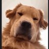 Profilbild von dds