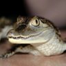 Profilbild von Croc2299