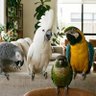 Birdy Laughs's profile picture