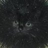 -kitty- wolf's profile picture