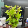 Phuong Hai Ho's profile picture