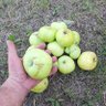 Фото профиля Pilum