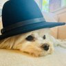 Butch The Overloard 🇺🇸🇺🇸's profile picture