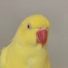 Athena 🐕🐔🐓🐐🪡🧶 profil fotoğrafı