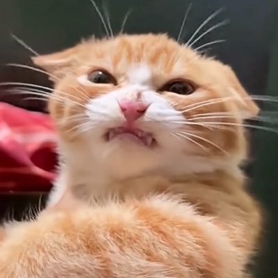 Maewpret14's profile picture