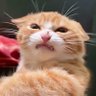 Toxic Cat😼🐷🩷's profile picture
