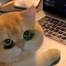blueisthis? 的头像