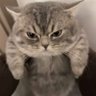 tungpham's profile picture